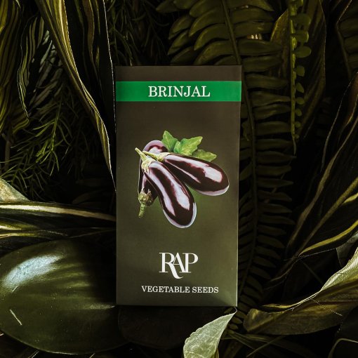 brinjal seeds