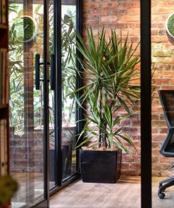 Floor Plant